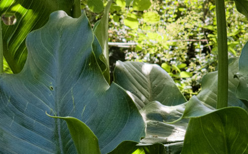 Des plantes à larges feuilles dans un jardin d’ombre
