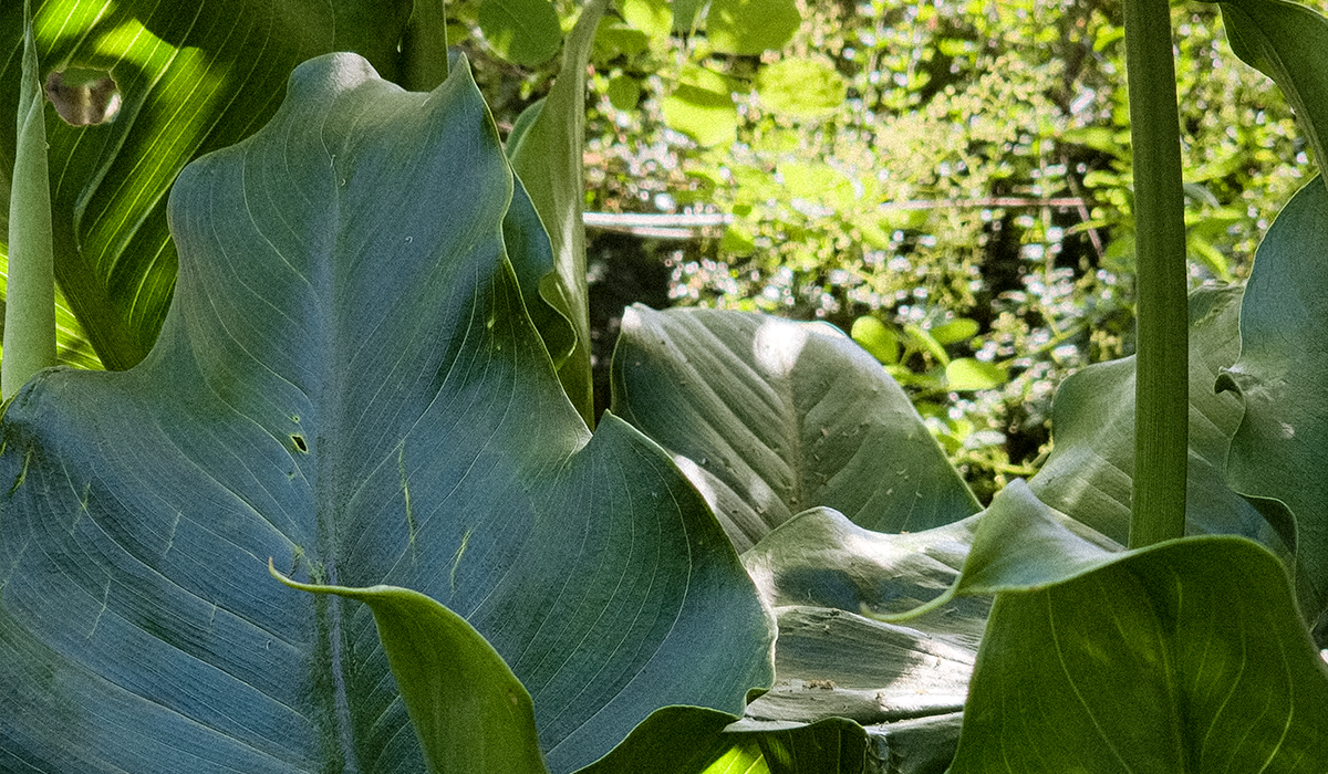 Des plantes à larges feuilles dans un jardin d’ombre
