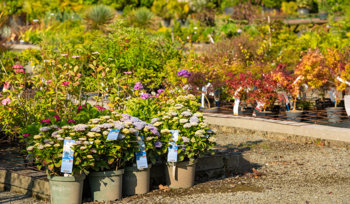 des fleurs à planter en automne dans une pépinière