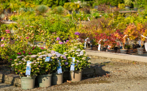 des fleurs à planter en automne dans une pépinière