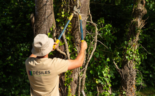 un élagueur grimpeur effectuant des travaux d'élagage