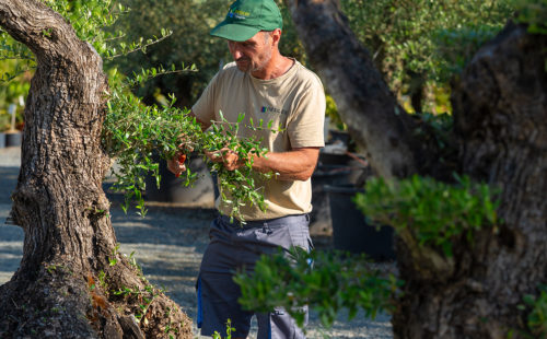un jardinier réalisant une taille de formation d’un arbre