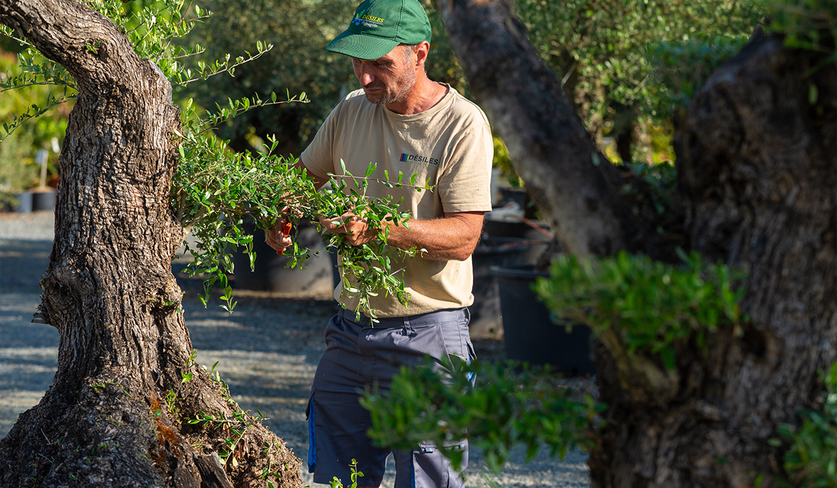 un jardinier réalisant une taille de formation d’un arbre