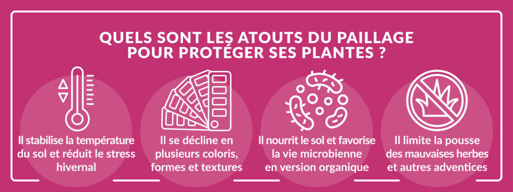 infographie précisant les avantages du paillage pour protéger les plantes l’hiver