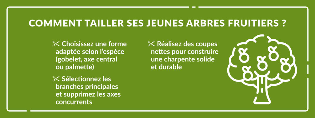 infographie expliquant comment réaliser une taille de formation pour ses arbres fruitiers