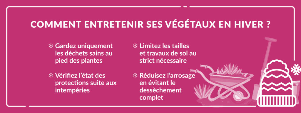 infographie expliquant comment assurer une bonne protection des plantes en hiver en adaptant l’entretien