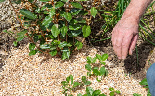 des plantes protégées par du paillage