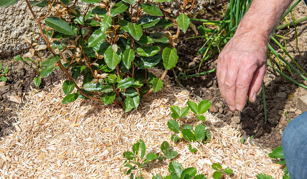 des plantes protégées par du paillage