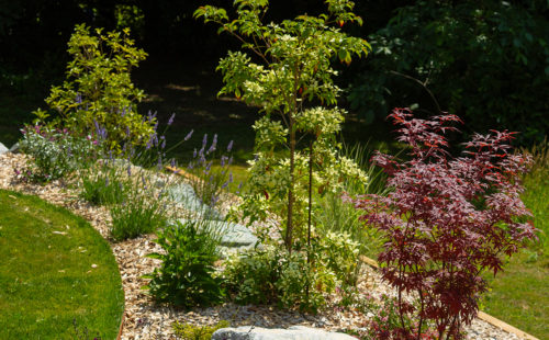 de jeunes arbres plantés dans un massif