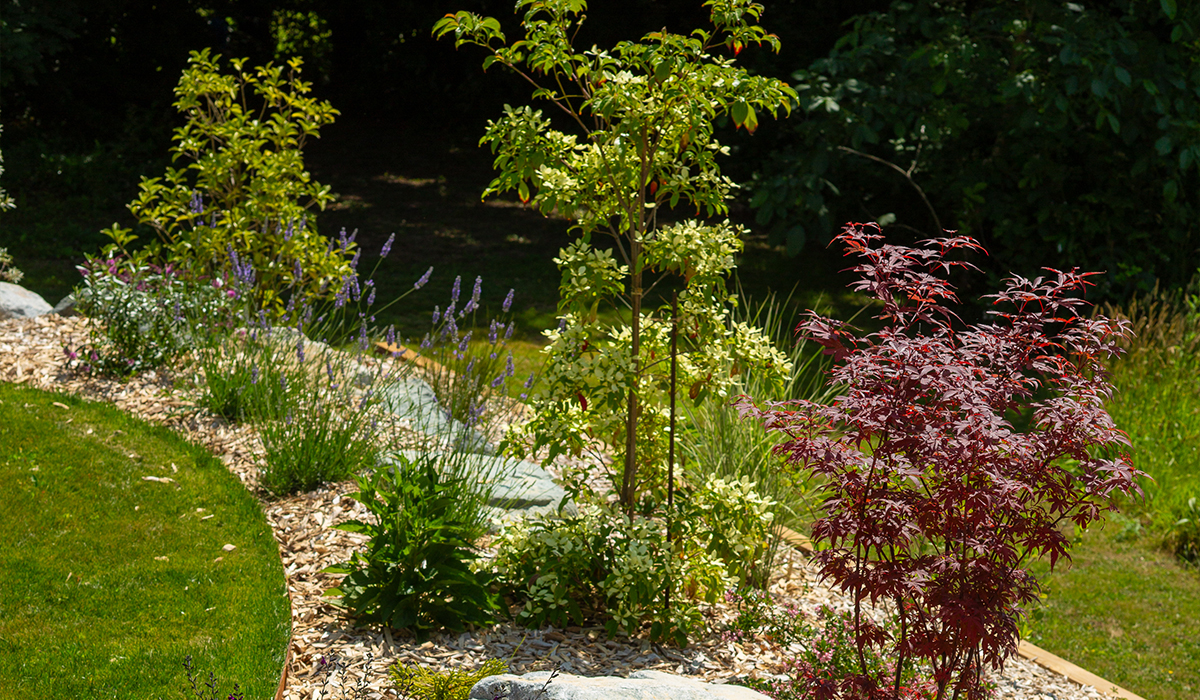 de jeunes arbres plantés dans un massif