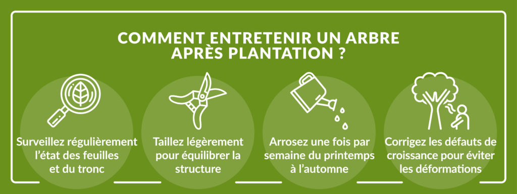 infographie expliquant comment assurer l’entretien après la plantation d’un arbre