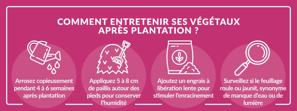 astuces pour entretenir ses végétaux après la plantation