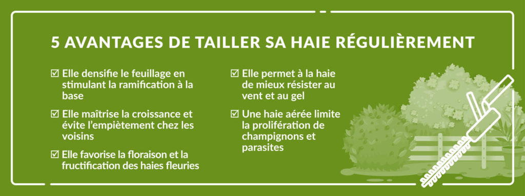 avantages tailler ses haies régulièrement esthétique santé végétaux