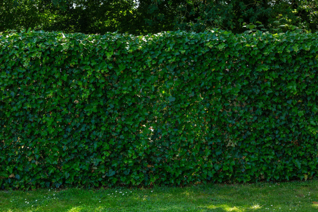 pare-vue végétal treillis lierre jardin particulier Cesson-Sévigné paysagiste Bretagne