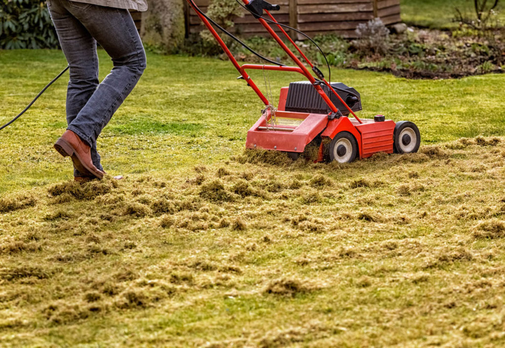 gazon clairsemé avant sursemis jardin particulier Ille-et-Vilaine